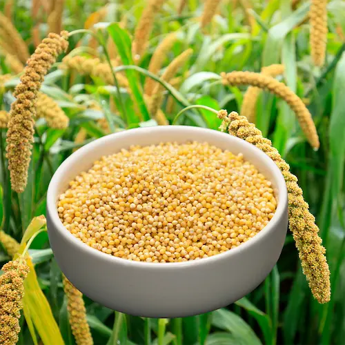 Millets for Health:ఆరోగ్య సిరికి’నవ రత్నాలు