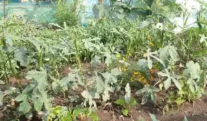 అంగన్వాడీ కేంద్రాల్లో కూరగాయల సేద్యం