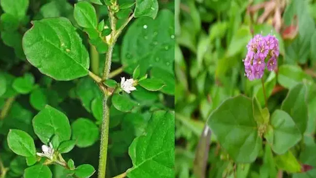 Punarnava Benefits: తెల్లగలిజేరు హెల్తీ ఫుడ్డే కాదు..టేస్టీ కూడా