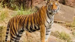 పులి తో పోరాడి కొడుకును కాపాడుకున్న తండ్రి