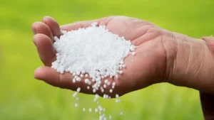 Urea- ప్రభుత్వాల వైఫల్యం వల్లే యూరియా కొరత