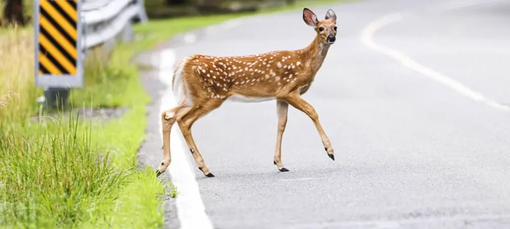 wait for signal : ట్రాఫిక్ రూల్స్ పాటిస్తున్న జింకలు