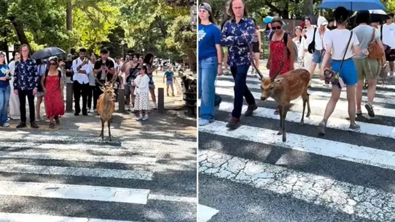 wait for signal : ట్రాఫిక్ రూల్స్ పాటిస్తున్న జింకలు