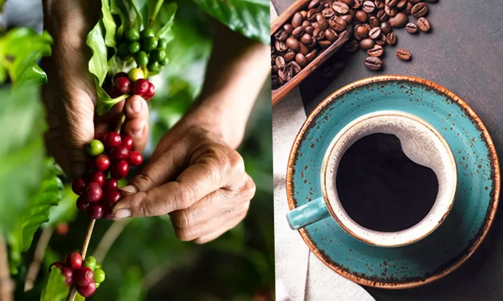 Araku Coffee : అరకు వ్యాలీ కాఫీకి జాతీయ గౌరవం … అవార్డు అందుకున్న జీసీసీ