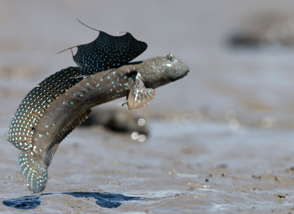 Mudskippers : చెట్లను ఎక్కే వింత చేప 