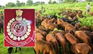 Sheep Scam- గొర్రెల స్కాంలో విచారణ వేగవంతం