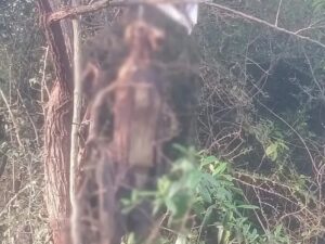 తిరుపతిలో అటవీ ప్రాంతంలో నాలుగు మృతదేహాలు!