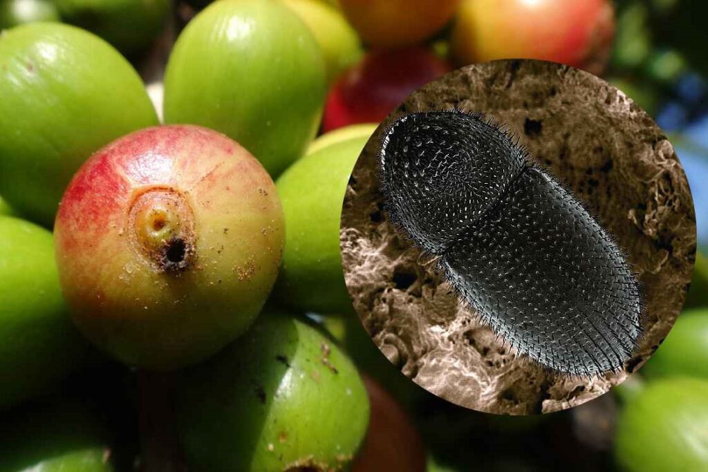 Vaartha live news : Araku Coffee : అరకు కాఫీ తోటలకు కాఫీ బెర్రీ బోరర్ ముప్పు