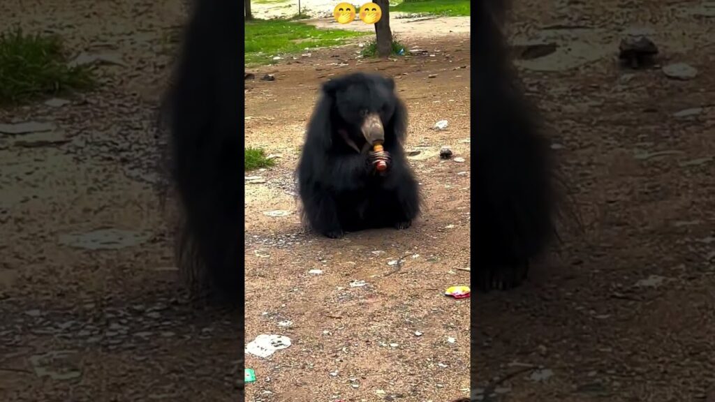 Vaartha live news : Bear : ఎలుగుబంటితో రీల్ ప్రయత్నం … తర్వాత ఏం జరిగిందంటే?