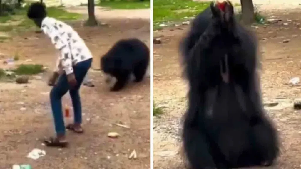 Vaartha live news : Bear : ఎలుగుబంటితో రీల్ ప్రయత్నం … తర్వాత ఏం జరిగిందంటే?