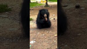 ఎలుగుబంటితో రీల్ ప్రయత్నం … తర్వాత ఏం జరిగిందంటే?