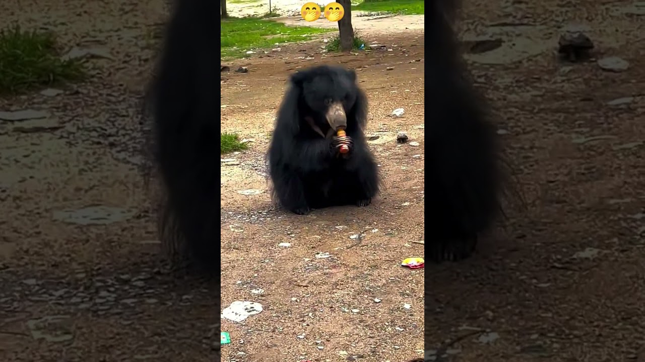 Bear : ఎలుగుబంటితో రీల్ ప్రయత్నం … తర్వాత ఏం జరిగిందంటే?