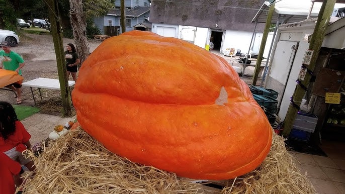 Vaartha live news : Huge pumpkin : 969 కిలోల భారీ గుమ్మడికాయను పండించిన రైతు