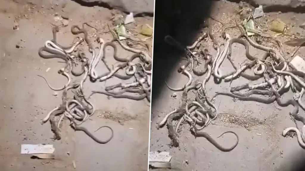 Vaartha live news : Odisha : ఇంట్లో పుట్టిన నాగుపాములు