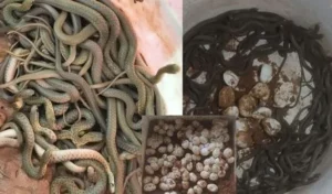 ఇంట్లో పుట్టిన నాగుపాములు