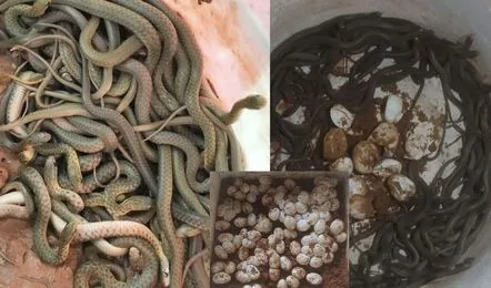 Vaartha live news : Odisha : ఇంట్లో పుట్టిన నాగుపాములు