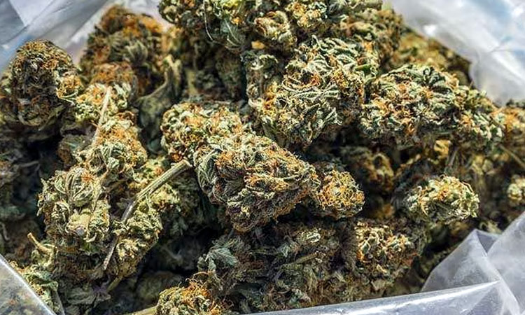 Vaartha live news : Smuggling : హైదరాబాద్‌ లో బారిగా పట్టుపడ్డ గంజాయి : ఇద్దరు అరెస్టు