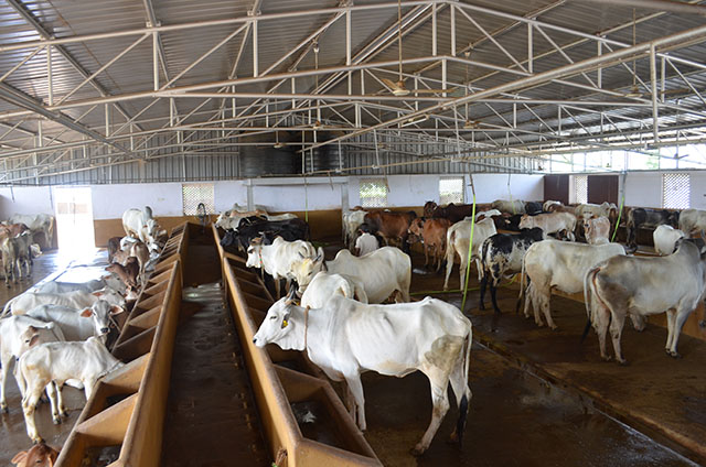 Vaartha live news : Telangana : ప్రతి 500 పశువులకు గోశాల ఏర్పాటు … ఉద్యోగాలు, ఉపాధి అవకాశాల సృష్టి