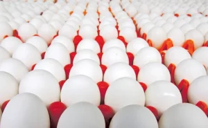 కోడిగుడ్ల ఉత్పత్తిలో ఏపీ అగ్రస్థానం