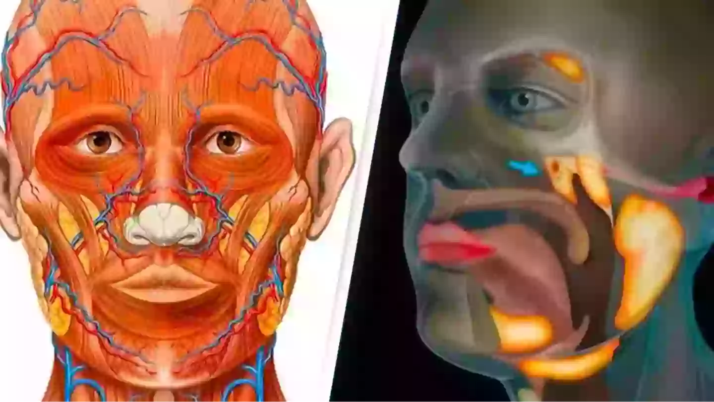 human body : 300 ఏళ్ల తర్వాత మానవ శరీరంలో కొత్త అవయవం ఆవిష్కరణ