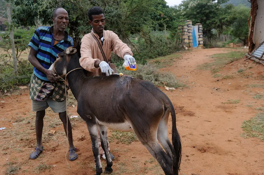 News Telugu: Vetarnity – రేపు పశువైద్య విశ్వవిద్యాలయం ఐదో స్నాతకోత్సవం: జ్ఞానప్రకాష్