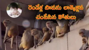 Uttarpradesh-రెండేళ్ల పాపను లాక్కెళ్లి చంపేసిన కోతులు