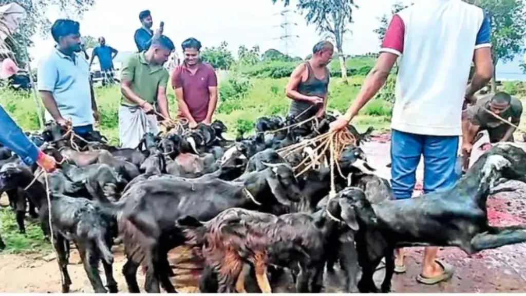 Telugu News: Offerings-మొక్కు కోసం 151 మేకలు బలి.. ఎక్కడంటే?