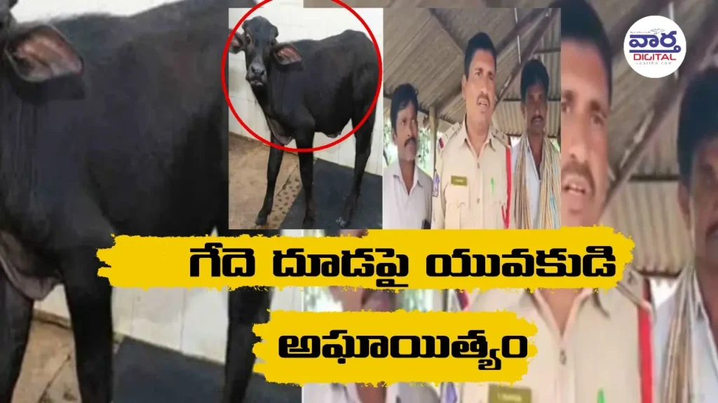 Medak Crime: గేదె దూడపై యువకుడి అఘాయిత్యం..