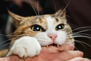 Cat bite – పిల్లులు ఇలా కాటు వేయడానికి కారణాలు ఏంటి..?