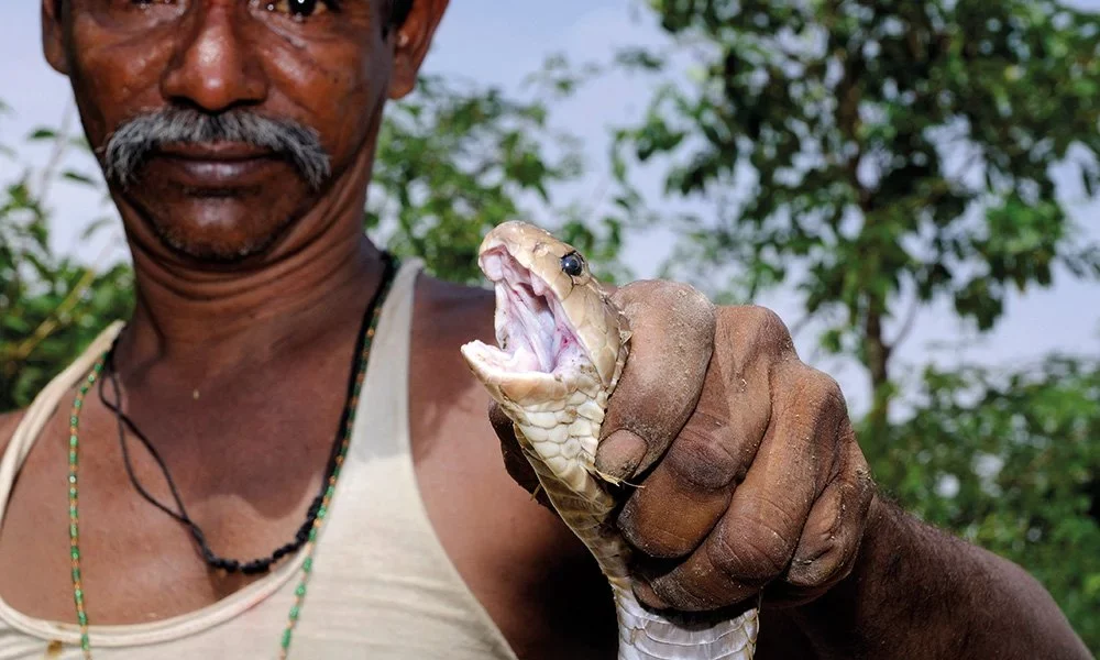 Telugu News: Snake Bite-పాము కరిచిందని తల కొరికి పక్కనే పెట్టుకొని నిద్రపోయడు