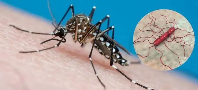 Latest Telugu news: Dengue – Typhoid – డెంగ్యూ – టైఫాయిడ్ మధ్య తేడా ఇదే.. ఈ లక్షణాలు యమ డేంజర్