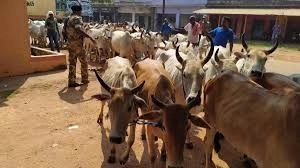 Jharkhand-స్టేషన్ ఆవరణలోనే 200 పశువులు