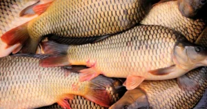 Fish – చేపల ఉత్పత్తిలో తెలంగాణ ముందంజ.. వినియోగంలో వెనుకడుగు