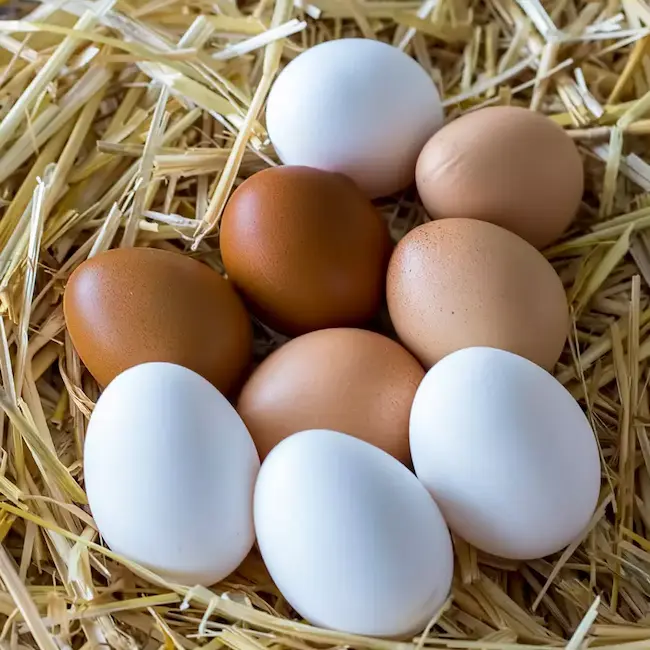  Brown Vs White Eggs - గోధుమ రంగు ,తెల్ల రంగు కోడిగుడ్లలో  వేటిల్లో  పోష‌కాలు ఎక్కువ ?