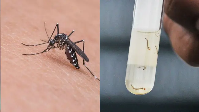 Dengue – Typhoid -  డెంగ్యూ – టైఫాయిడ్ మధ్య తేడా ఇదే.. ఈ లక్షణాలు యమ డేంజర్