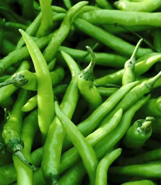 Latest Telugu news : Green Chilli – ప‌చ్చి మిర్చిని రోజుకు ఎన్ని తింటే ఎలాంటి లాభాలు క‌లుగుతాయో మీకు తెలుసా..