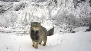 అరుణాచల్ లో కనిపించిన అరుదైన పిల్లి