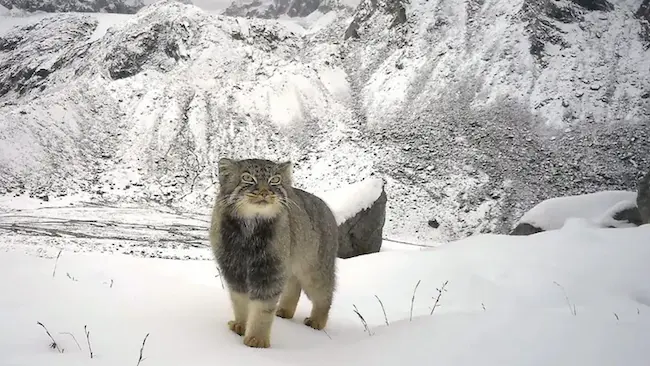 News telugu: Arunachal Pradesh: అరుణాచల్ లో కనిపించిన అరుదైన పిల్లి