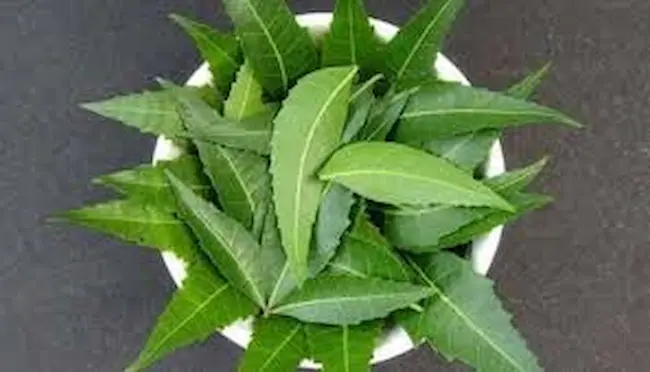News telugu: Neem Leaves Benefits: వేప ఆకులతో ఆరోగ్యానికి అనేక ప్రయోజనాలు