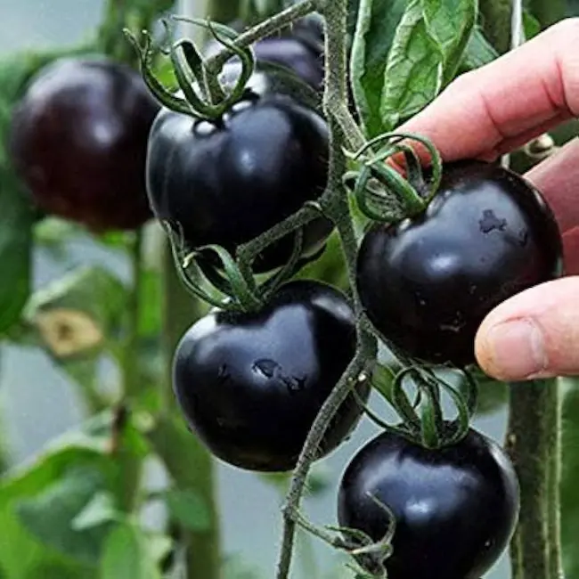 Black Color Tomatoes - నలుపు రంగు టమాటలు తెలుసా? వీటితో ఎన్ని లాభాలో తెలుసుకుందాం
