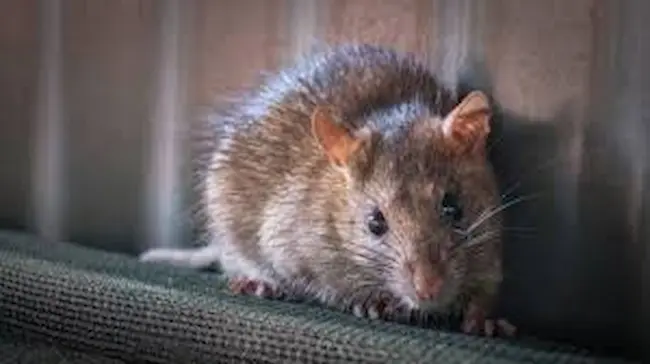 News telugu: Rabies: ఎలుకల కాటుతో వచ్చే వ్యాధులు ఏమిటి..? రేబిస్ వస్తుందా?