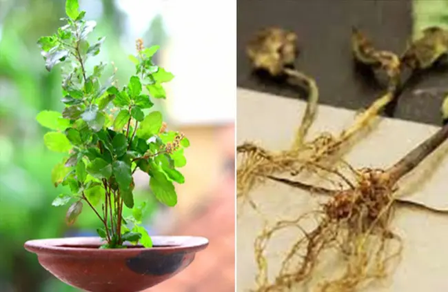 Tulsi root decoction -తులసి వేర్ల కషాయం వ్యాధులకు దివ్యౌషధం..!