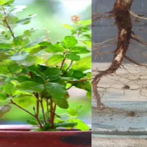 Tulsi root decoction -తులసి వేర్ల కషాయం వ్యాధులకు దివ్యౌషధం..!