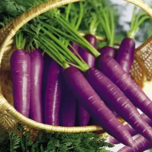 Purple Carrots – ప‌ర్పుల్ క్యారెట్ల‌ను తింటే ఎన్ని లాభాలో తెలుసా..?