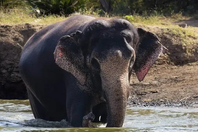 Vantara - ‘వంతారా’కు భారీ ఊరట..సుప్రీంకోర్టు కమిటీ క్లీన్‌చిట్‌