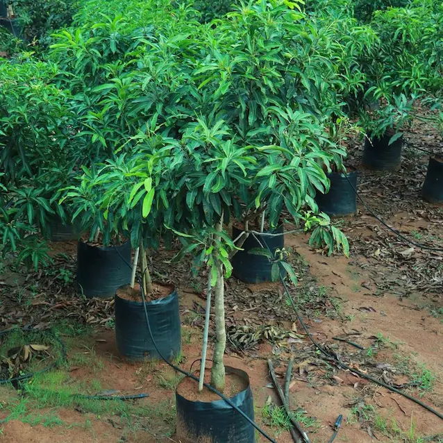 News telugu: Health Benifits: మీ పెరట్లో ఈ ఐదు రకాల పండ్ల మొక్కలు నాటండి..అనేక ఆరోగ్య ప్రయోజనాలు