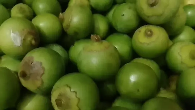  Lasoda Fruit -  లసోడా పండును ఆహారంలో భాగం చేసుకుంటే అనేక లాభాలు ..