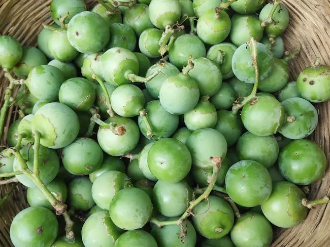 Latest Telugu news : Lasoda Fruit – లసోడా పండును ఆహారంలో భాగం చేసుకుంటే అనేక లాభాలు ..