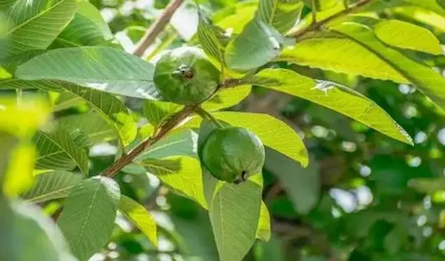 News telugu: Guava leaf: ఉదయం ఖాళీ కడుపుతో జామ ఆకులను తినడం వల్ల కలిగే ఆరోగ్య ప్రయోజనాలు