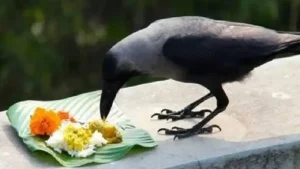 Pitru Paksha-పితృపూజ ప్రాముఖ్యం మరియు విశేషాలు